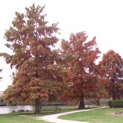 Cyprès chauve / Taxodium distichum